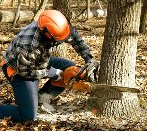 Tree Removal in Mart, TX